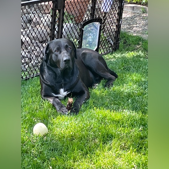 Meet your Posher, Susan - Picture 4 of 5